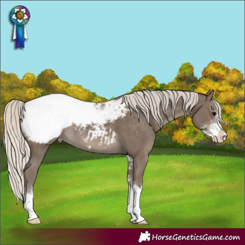 Horse Color:Silver Smoky Black Sabino Snowcap 