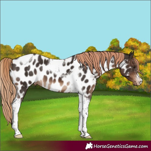 Horse Color:Liver Chestnut Sabino Tobiano Near Leopard