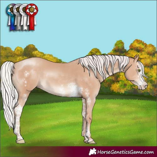 Horse Color:Silver Classic Champagne Sabino Rabicano 