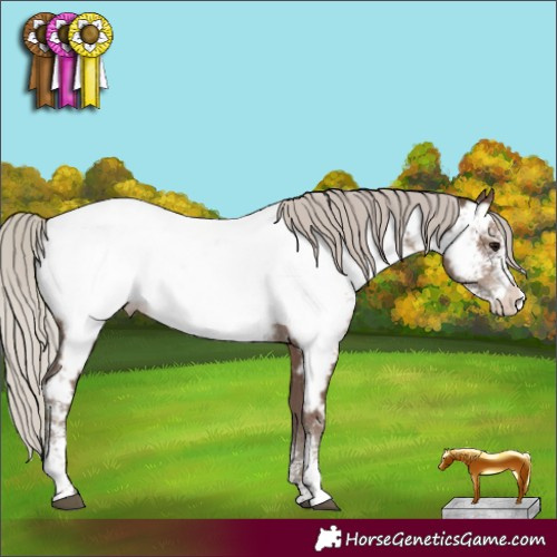 Horse Color:Silver Black Sabino Near Fewspot Rabicano