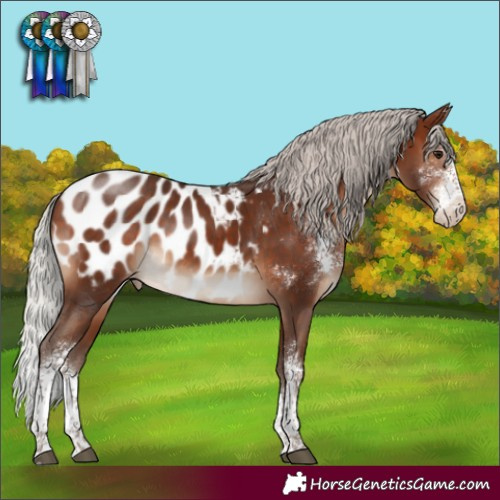 Horse Color:Silver Brown Sabino Blanket 
