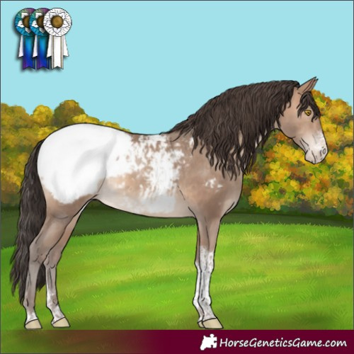 Horse Color:Sable Champagne Sabino Tobiano Snowcap