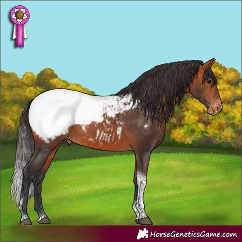 Horse Color:Bay Tobiano Snowcap Rabicano 