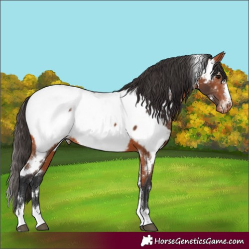 Horse Color:White Spotted Bay Near Fewspot 