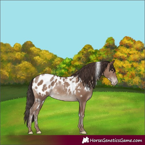 Horse Color:White Spotted Classic Champagne Blanket Rabicano