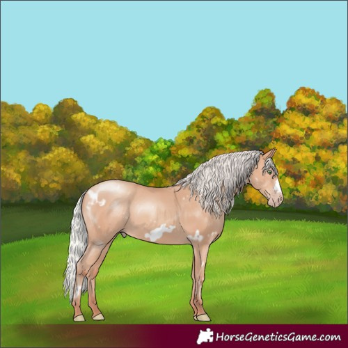 Horse Color:White Spotted Silver Amber Champagne Frame Rabicano 