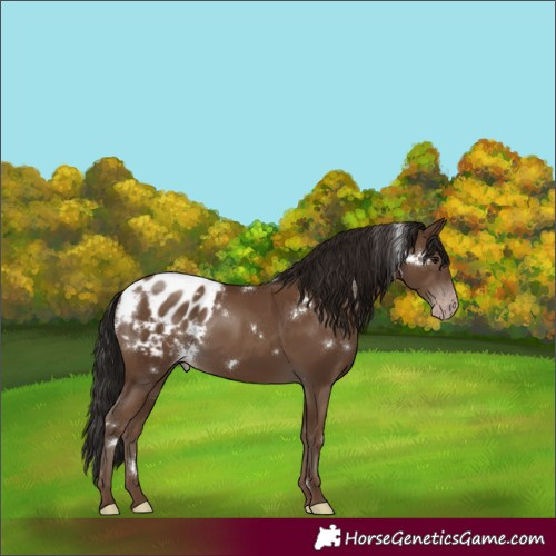 Horse Color:Gray White Spotted Classic Champagne Blanket Rabicano 