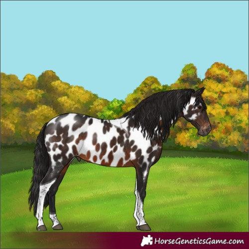 Horse Color:Gray Brown Tobiano Near Leopard Rabicano
