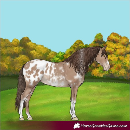 Horse Color:White Spotted Classic Champagne Tobiano Frame Blanket Rabicano