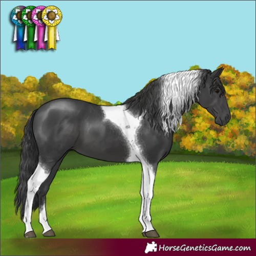 Horse Color:Black Tobiano 