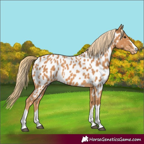 Horse Color:Chestnut Near Leopard 