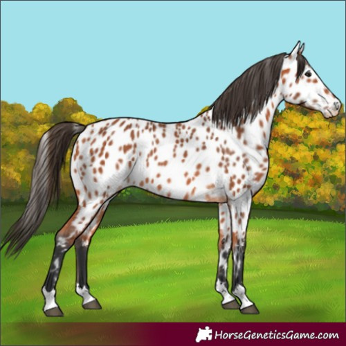 Horse Color:Bay Near Leopard