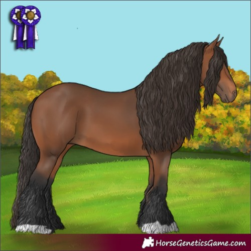 Horse Color:Bay 
