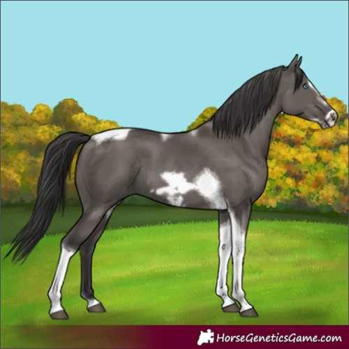 Horse Color:Smoky Grullo Tobiano Frame Rabicano