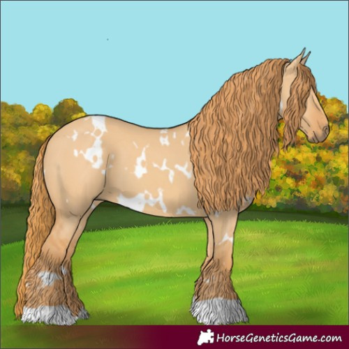 Horse Color:White Spotted Red Dun 