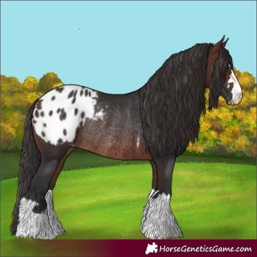 Horse Color:Brown Blanket Rabicano 