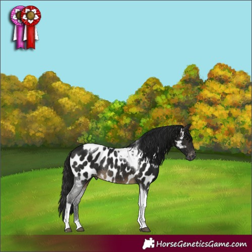 Horse Color:Gray Buckskin Tobiano Near Leopard Rabicano 
