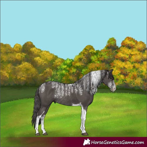 Horse Color:Powder White Smoky Black Tobiano Rabicano