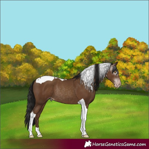 Horse Color:Gray Classic Champagne Tobiano Rabicano