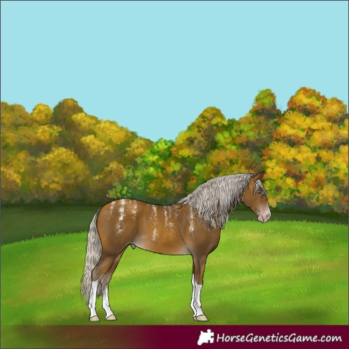 Horse Color:Powder White Gray Silver Sable Cream Champagne Tobiano Varnish
