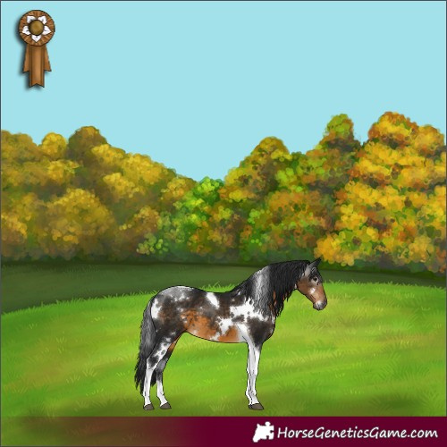 Horse Color:Gray White Spotted Buckskin Tobiano 