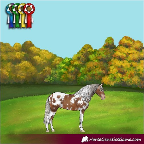 Horse Color:Gray White Spotted Silver Amber Champagne Tobiano Blanket
