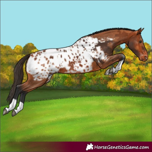 Horse Color:Bay Blanket and Bay Blanket