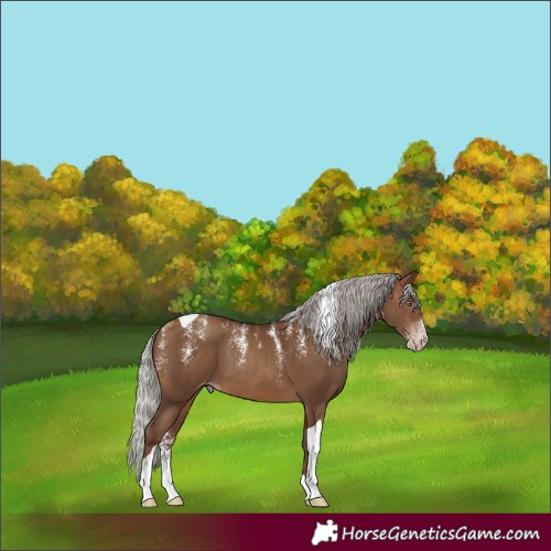 Horse Color:Powder White Gray Silver Sable Champagne Tobiano 