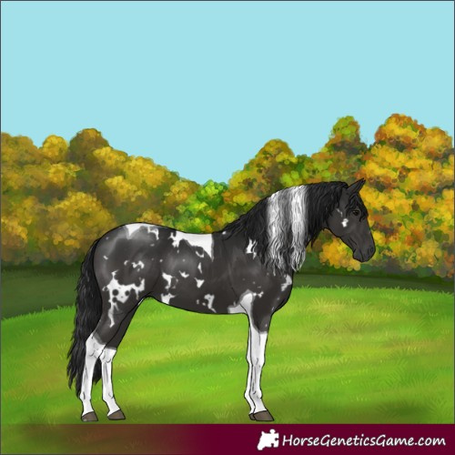 Horse Color:Gray White Spotted Smoky Black Tobiano 