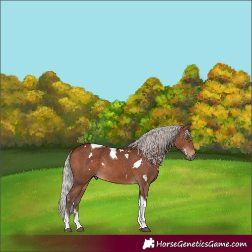 Horse Color:White Spotted Silver Brown Tobiano Rabicano