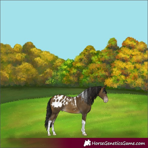 Horse Color:Powder White Gray Sable Cream Champagne Tobiano Blanket Rabicano