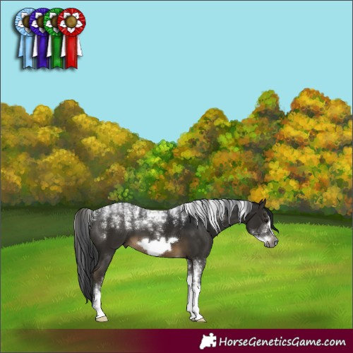 Horse Color:Powder White Gray Buckskin Frame