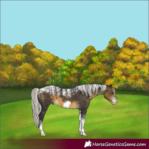 Horse Color:Powder White Silver Buckskin Frame