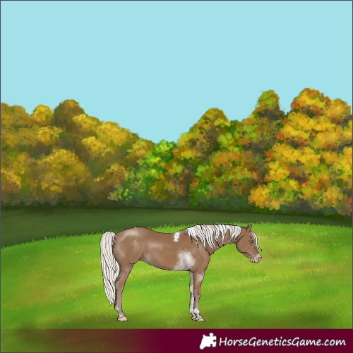 Horse Color:Gray Silver Smoky Creme Tobiano 