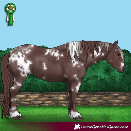 Horse Color:White Spotted Chocolate Black 