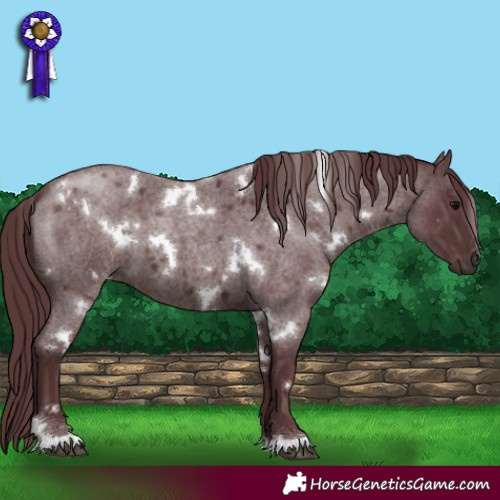 Horse Color:White Spotted Chocolate Brown Roan