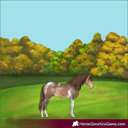 Horse Color:Gray Perlino Tobiano 