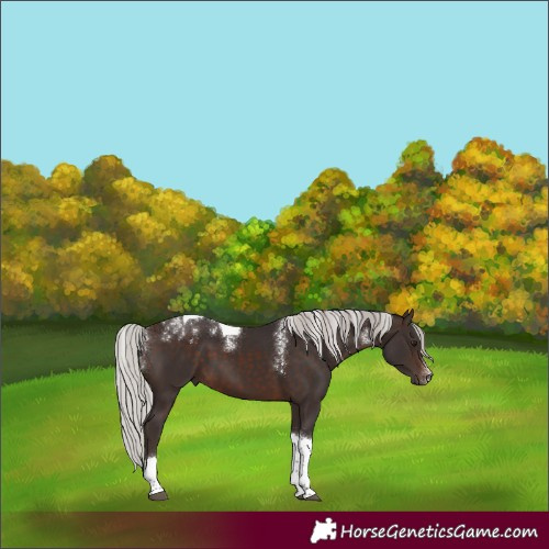 Horse Color:Powder White Silver Brown Tobiano