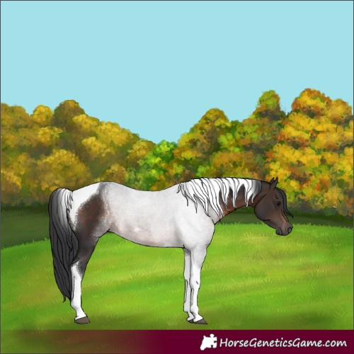 Horse Color:Brown Tobiano