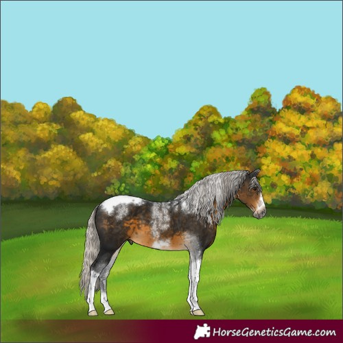 Horse Color:Powder White Gray Silver Buckskin Tobiano Frame