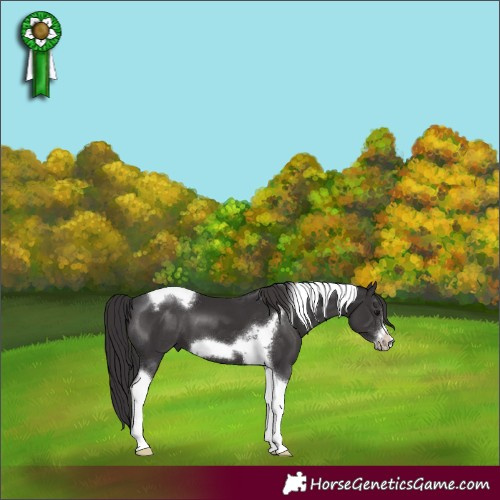 Horse Color:Smoky Black Tobiano Frame