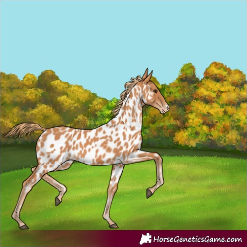 Horse Color:Chestnut Near Leopard Rabicano