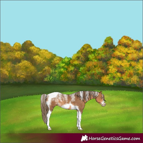 Horse Color:Powder White Gray Perlino Tobiano Frame 