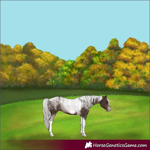 Horse Color:Powder White Silver Brown Tobiano Frame 