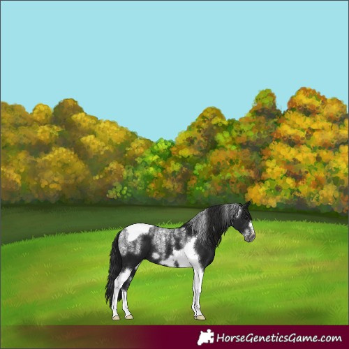 Horse Color:Powder White Gray Black Tobiano Frame