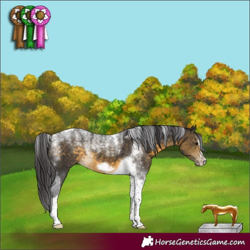 Horse Color:Powder White Buckskin Tobiano Frame