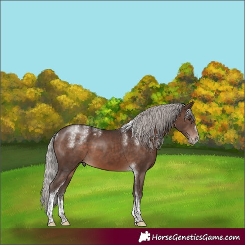 Horse Color:Powder White Silver Brown Tobiano Frame 