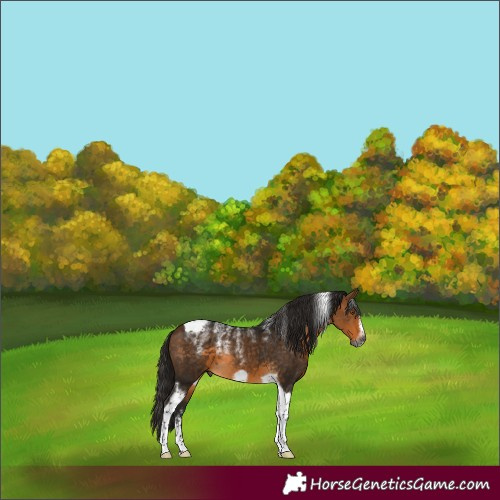 Horse Color:Powder White Gray Buckskin Tobiano Frame
