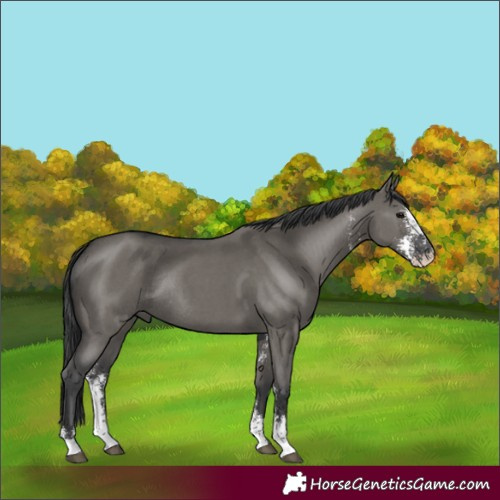 Horse Color:Grullo Sabino Rabicano
