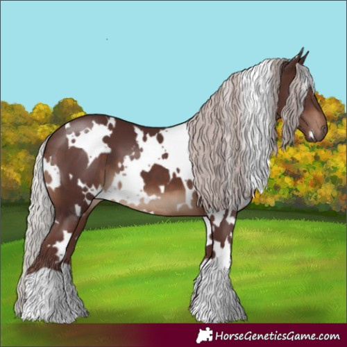 Horse Color:White Spotted Chocolate Silver Brown